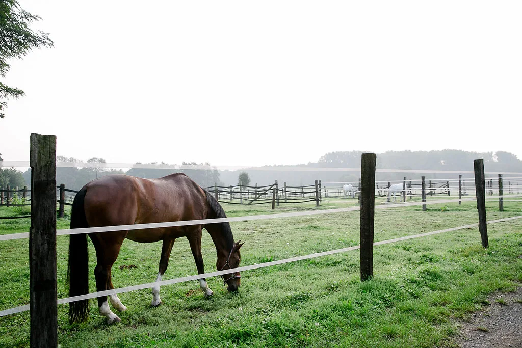 Pferd auf der Weide am Reitstall Pulheim